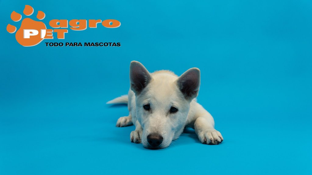 Perro fondo azul